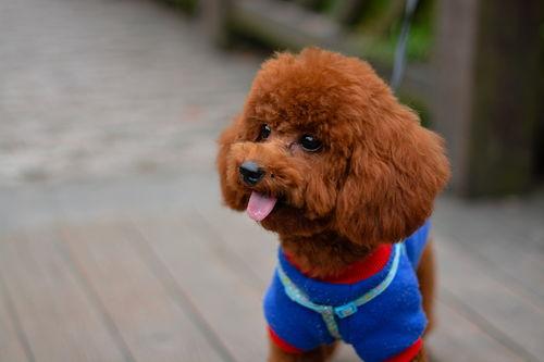 泰迪电影爆料视频在线观看,热门爆料视频在线观看,精彩内容不容错过! 第3张 泰迪电影爆料视频在线观看,热门爆料视频在线观看,精彩内容不容错过! 第3张